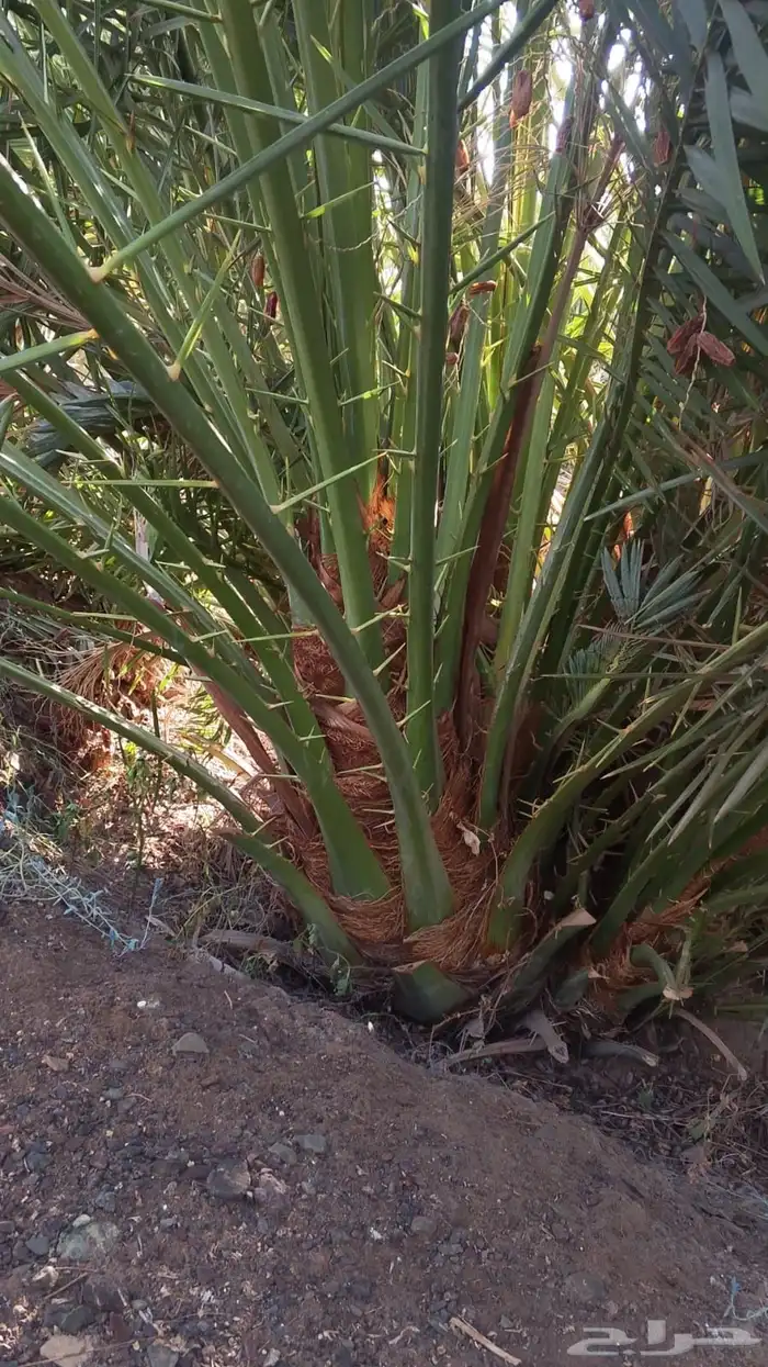 صقعي سكري مجدول 1