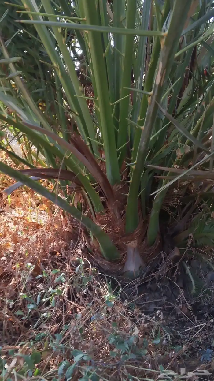 صقعي سكري مجدول 4