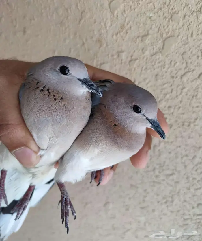 يمام النخيل دبسي فاخت 0