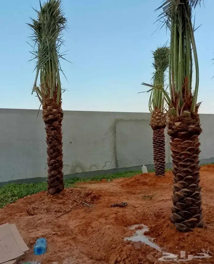 نخل للبيع الخرج الرياض القصيم جده نخيل شقراء فروخ نقايل 3