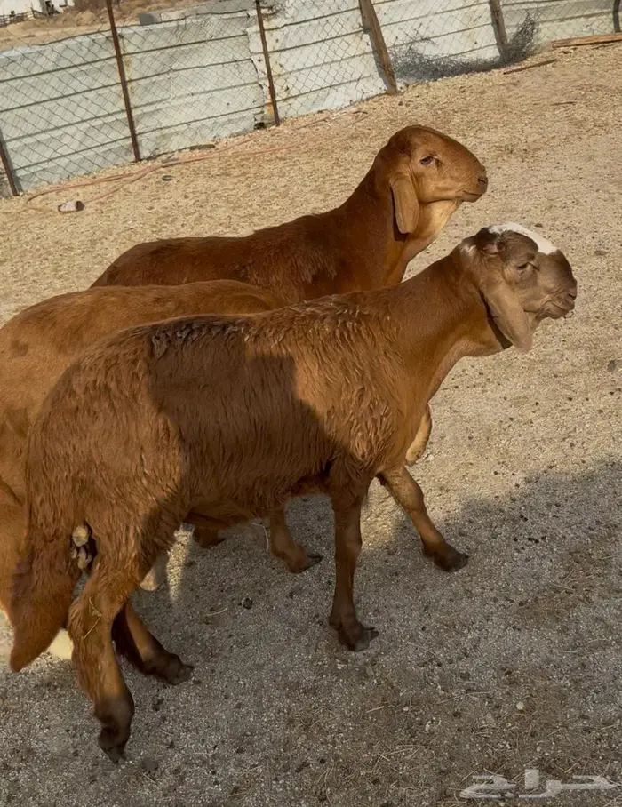 ذبايح طليان حري سواكن مع الذبح والتوصيل 12