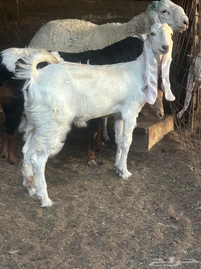 تيس وحفره مشاريك 1