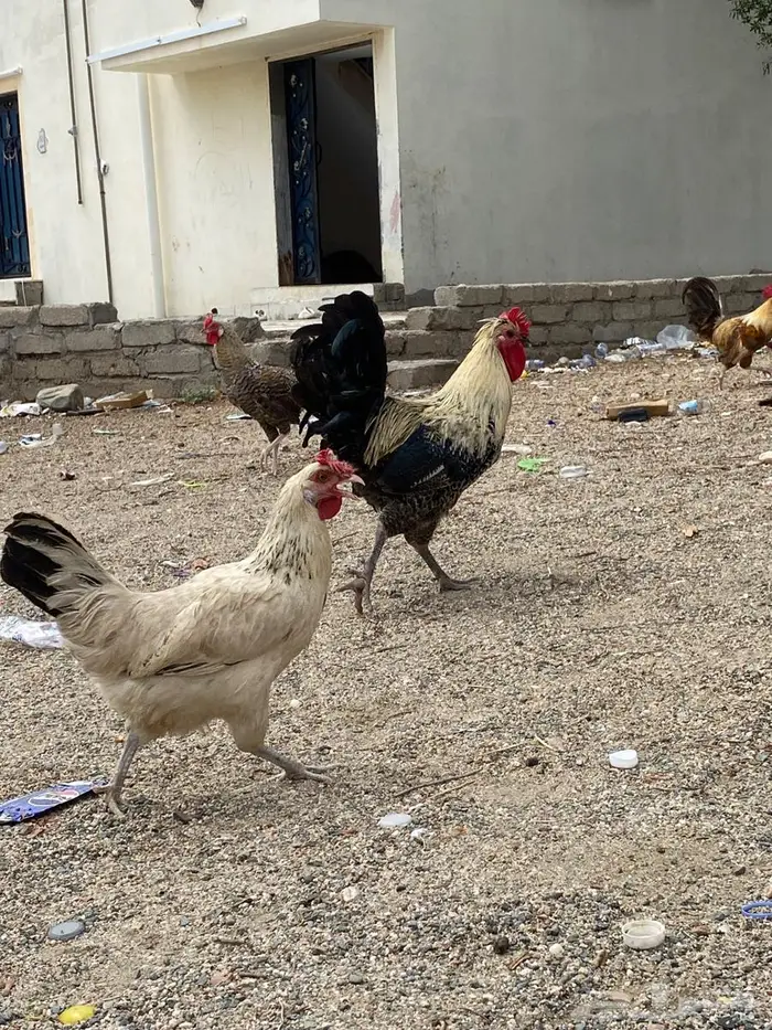 دجا بلدي بياضض 1