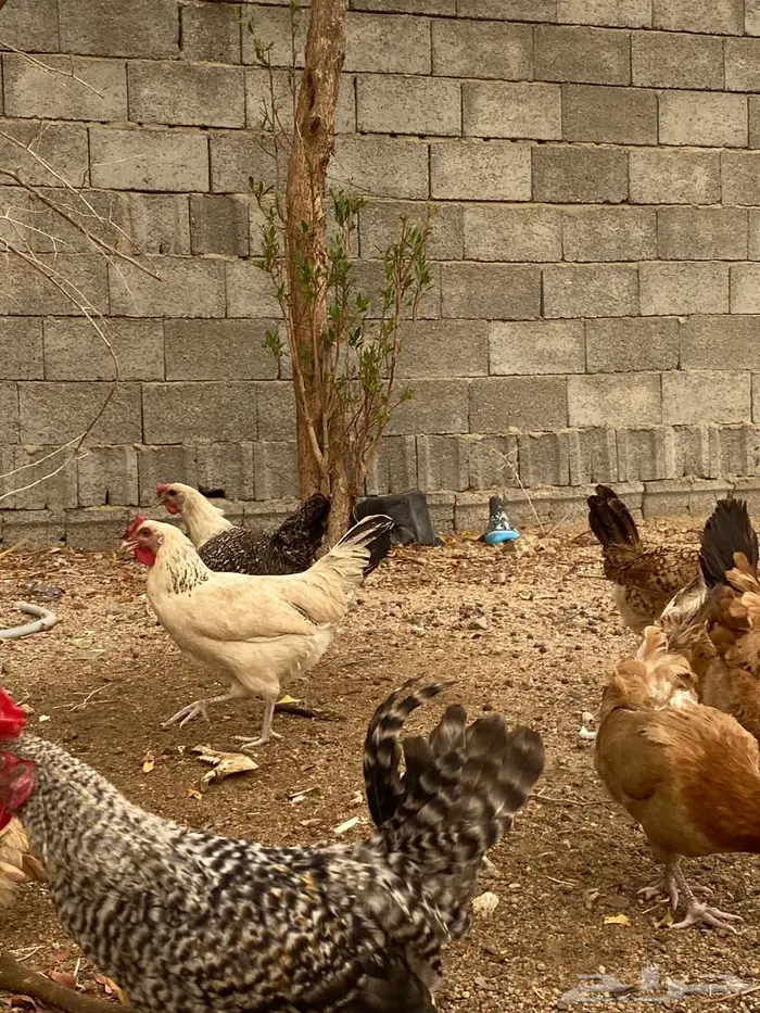 دجا بلدي بياضض 2