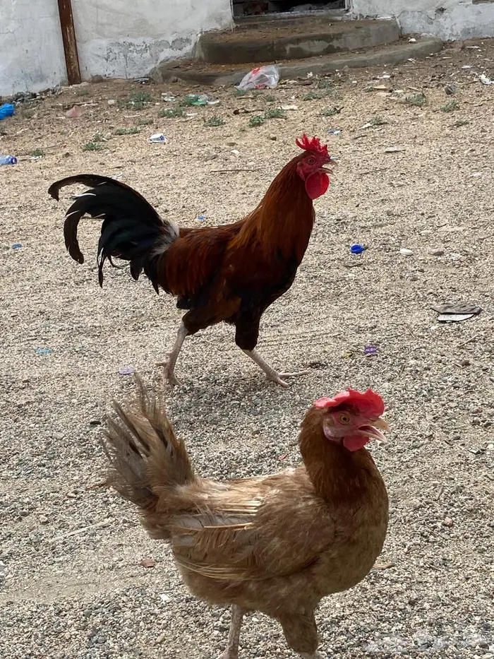 دجا بلدي بياضض 3
