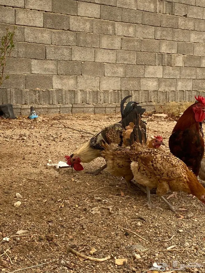 دجا بلدي بياضض 5