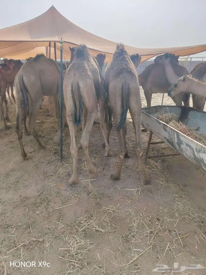 قعدان حشو مفاريد للبيع تفريد وجمله 0