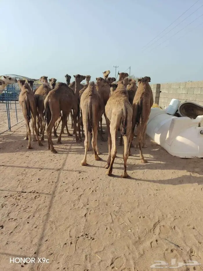 قعدان حشو مفاريد للبيع تفريد وجمله 1