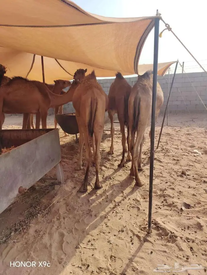 قعدان حشو مفاريد للبيع تفريد وجمله 3