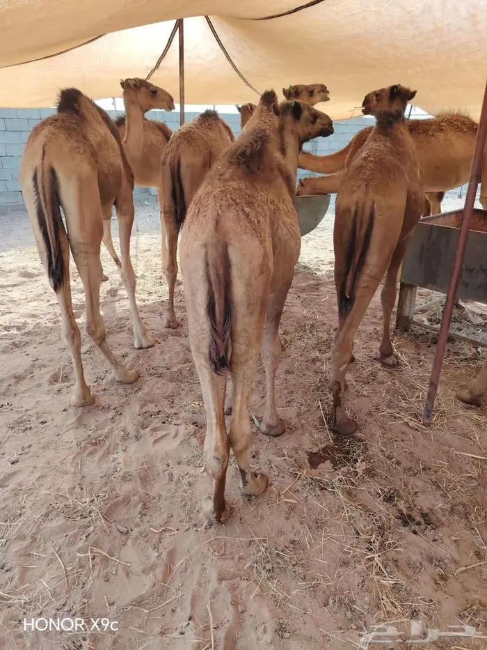 قعدان حشو مفاريد للبيع تفريد وجمله 2