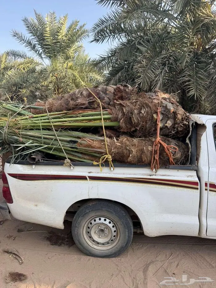 نخيل لبيع 0