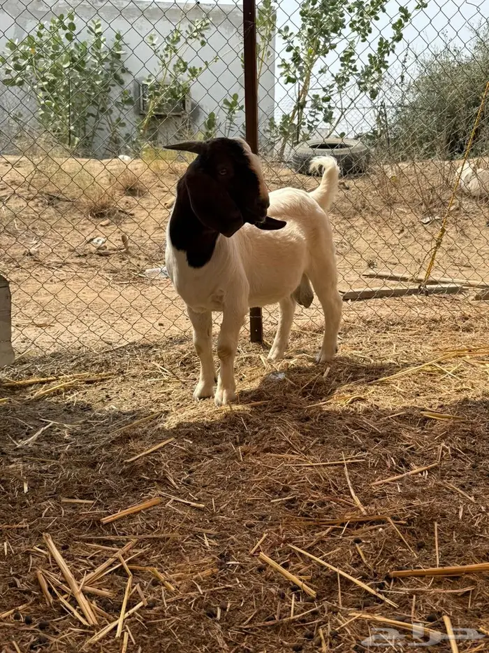 مشاريع فحول بورقوت 4