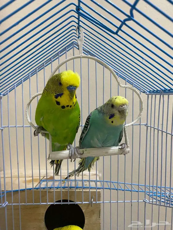 طيور بادجي 0