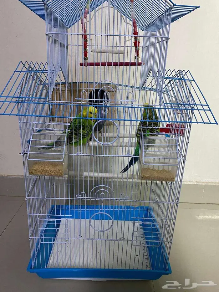 طيور بادجي 1