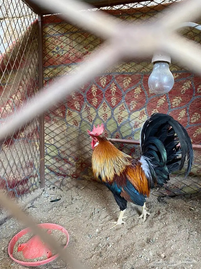 ديك عربي افرق 1
