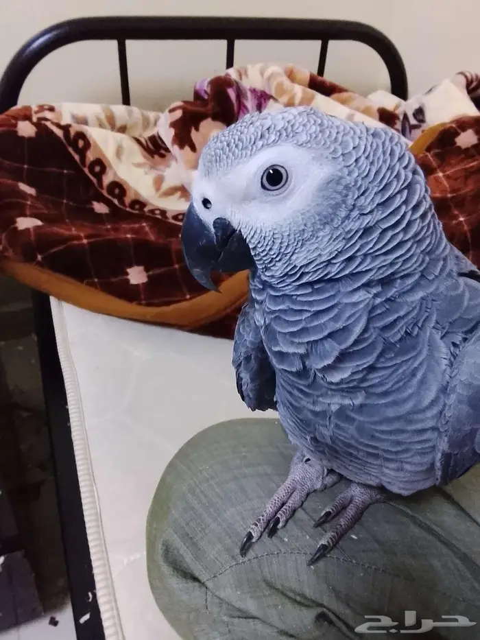 African grey parrot hand tamed 0