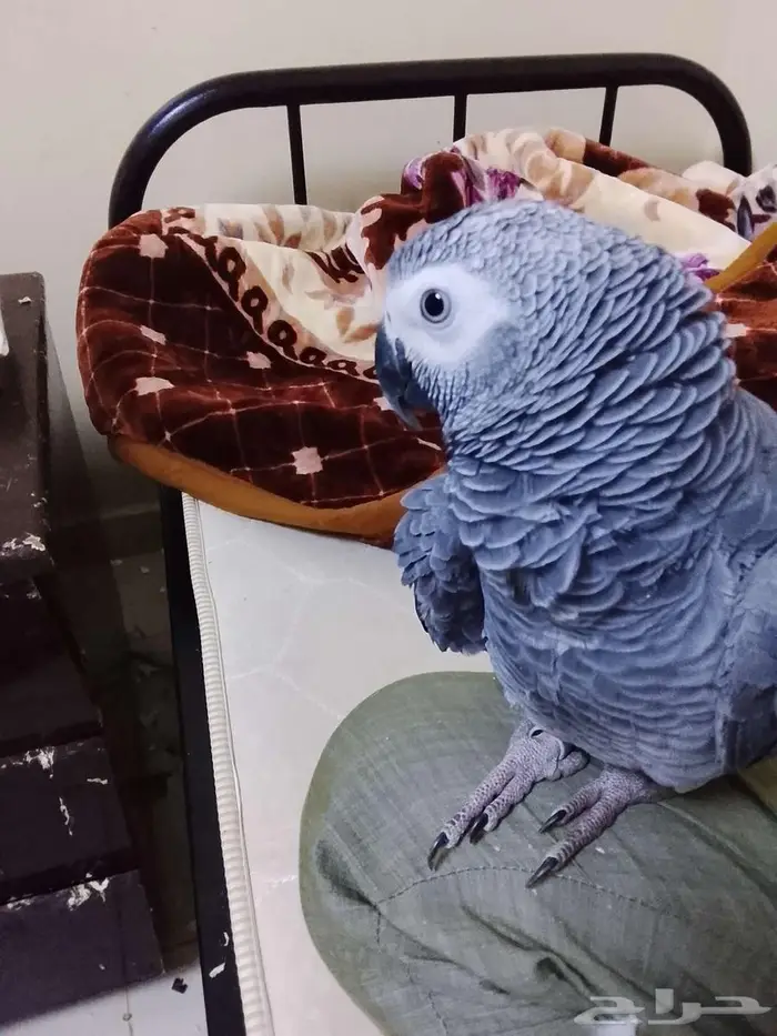 African grey parrot hand tamed 1