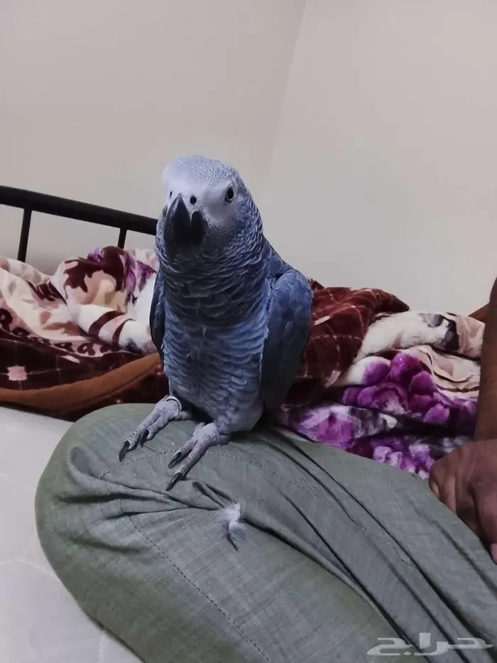 African grey parrot hand tamed 2