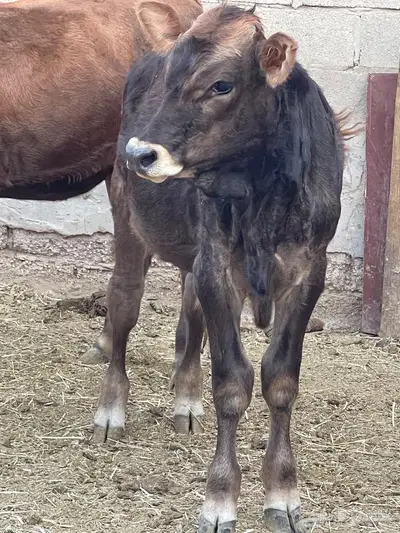 للبيع بقرة ومعها عجل index