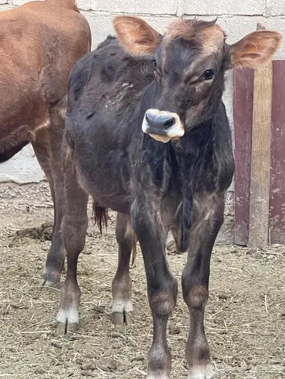 للبيع بقرة ومعها عجل index