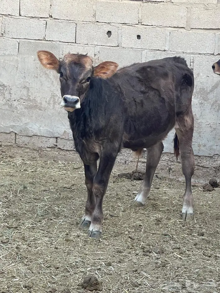 للبيع بقرة ومعها عجل 2