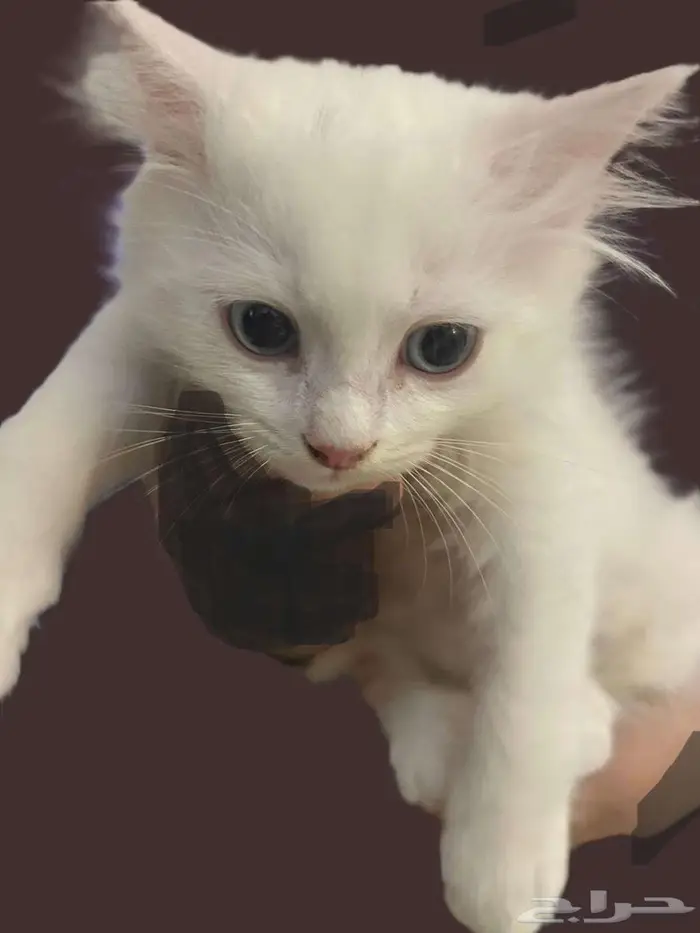 kitten 4sell كيتن للبيع ابيض و عيون زرقاء 1