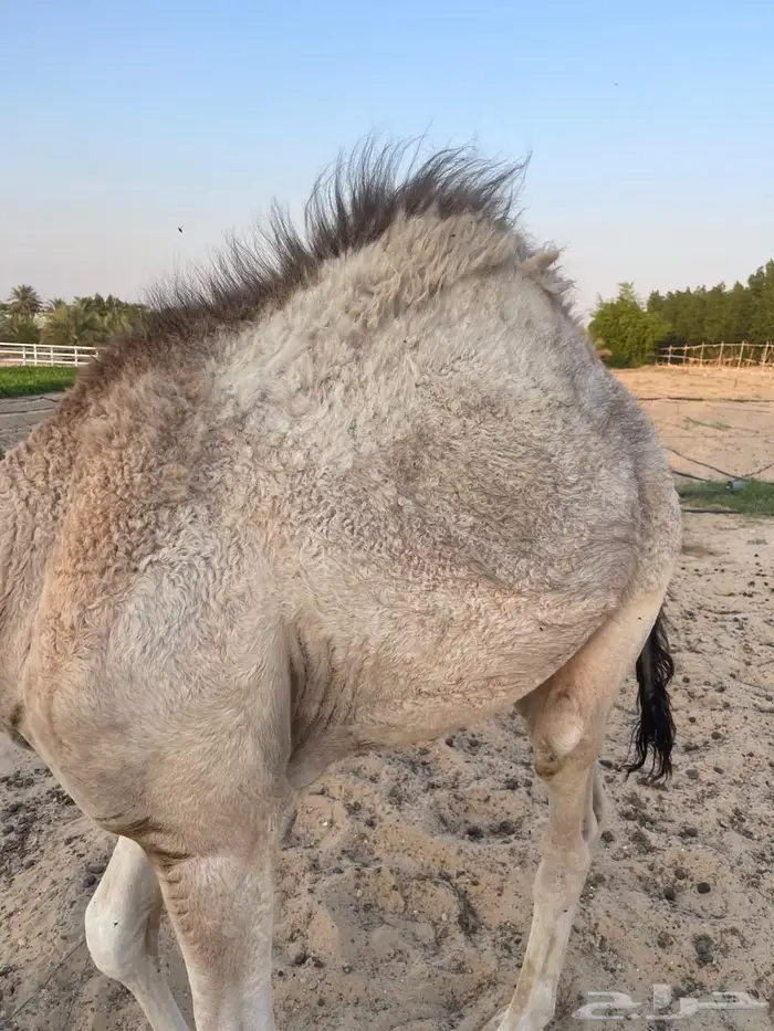 حوار قصب 7 شهور 0