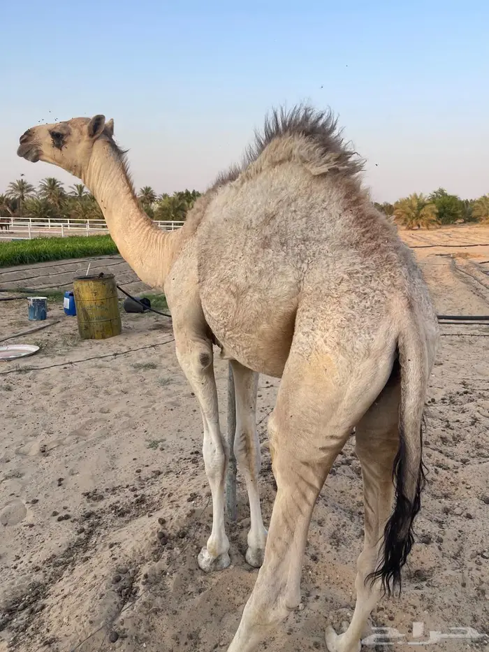 حوار قصب 7 شهور 1