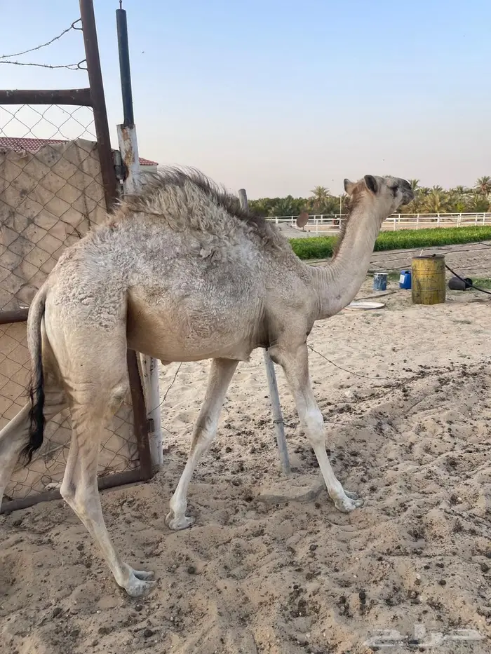 حوار قصب 7 شهور 2
