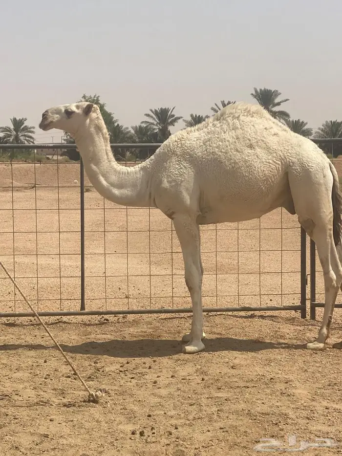 قعود لبيع 1