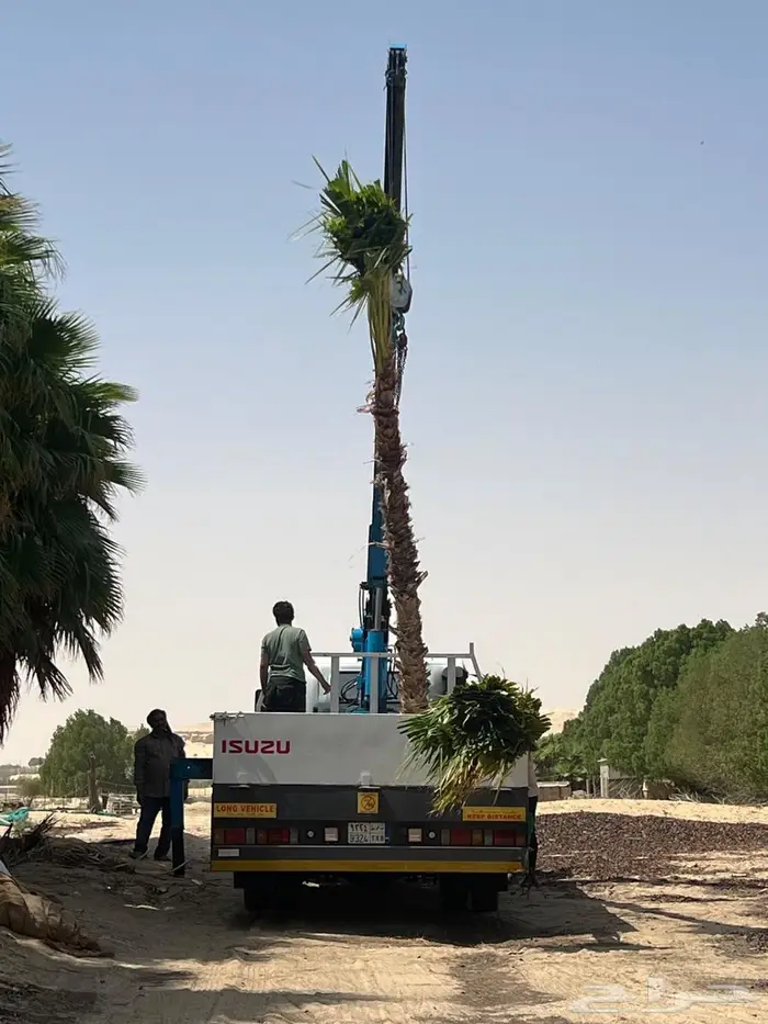 نخيل واشنطونياءزينة 1