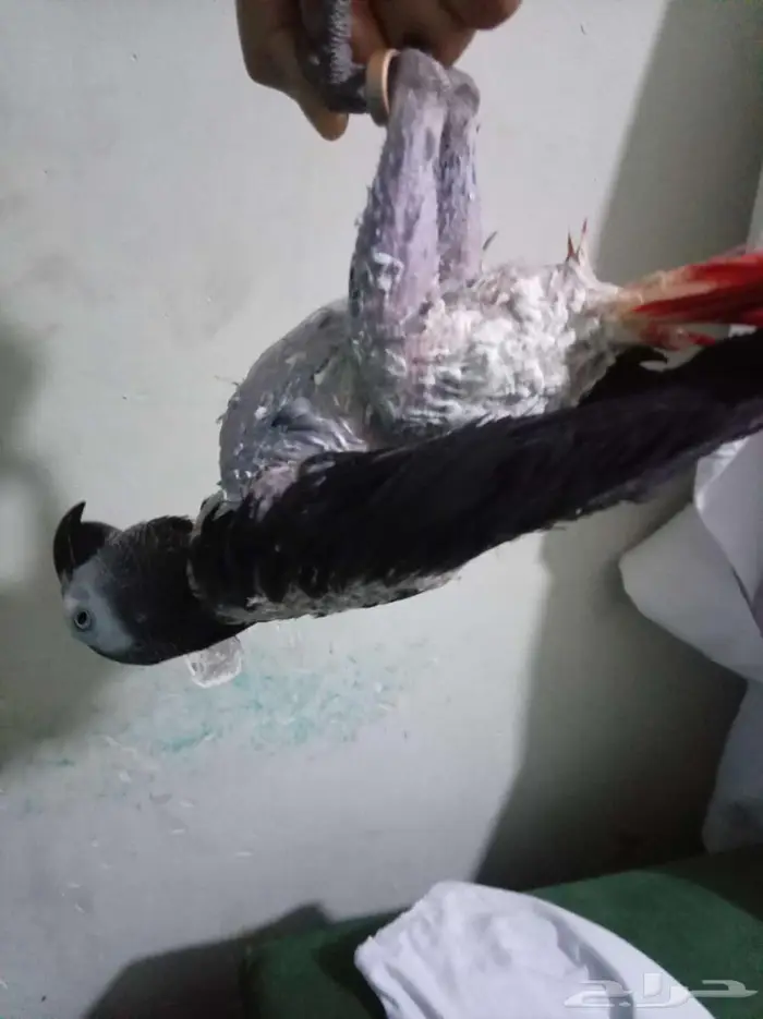 انثي بكاسكو اليفةمتكلمةومحللةبشهادةللبيع او بدل بامازوني 8