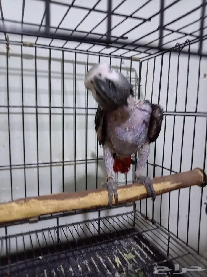 انثي بكاسكو اليفةمتكلمةومحللةبشهادةللبيع او بدل بامازوني 1