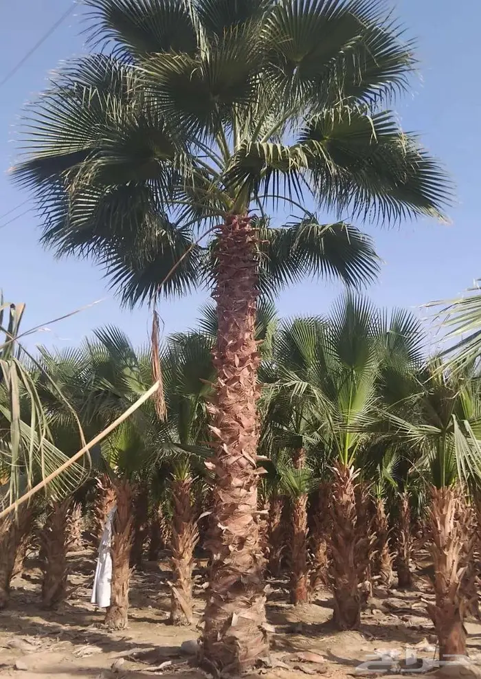 نخل وشنطني واشنطونيا امريكي 3