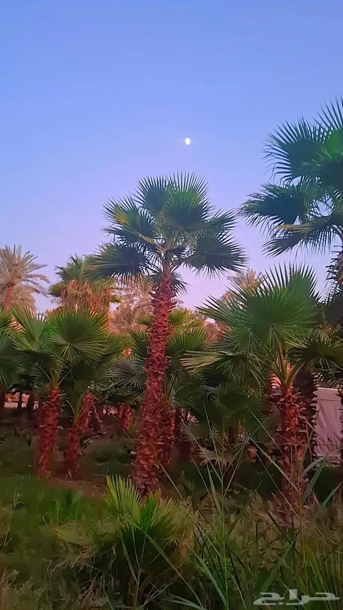 نخيل 4