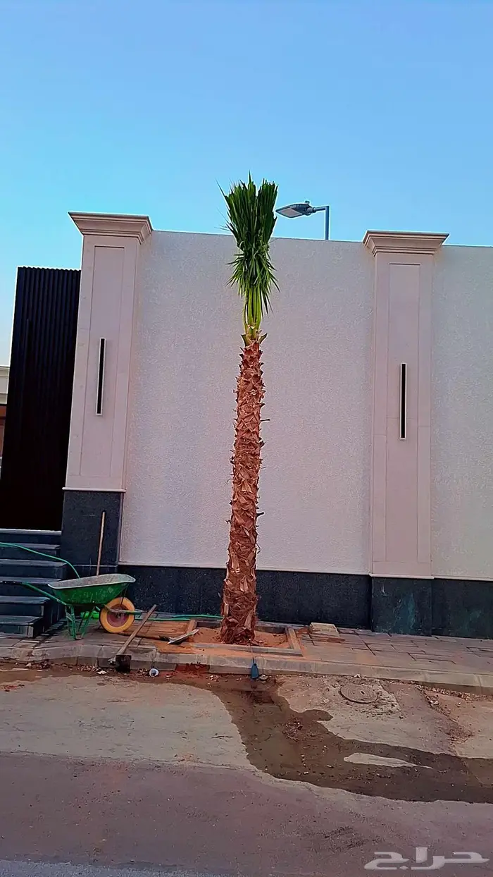 نخيل 8