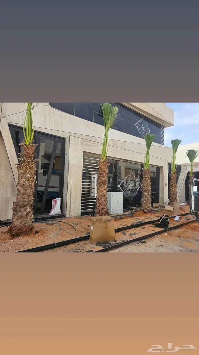 نخيل 2