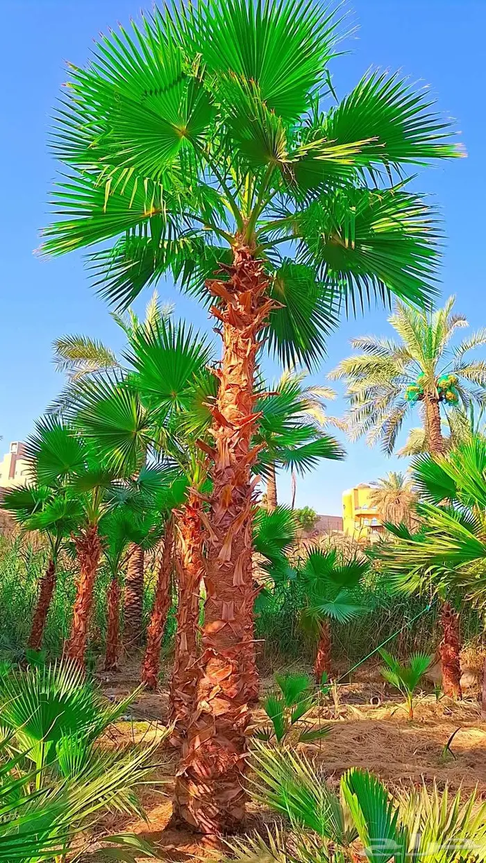 نخيل 7