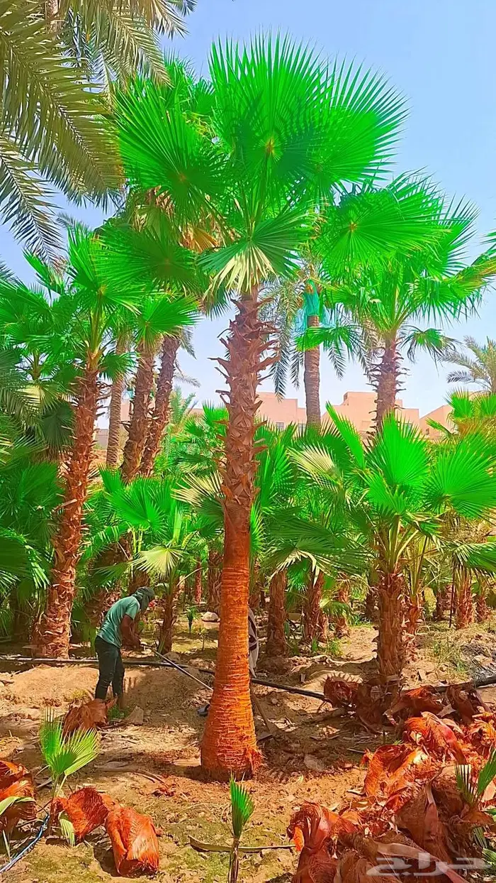 نخيل 5