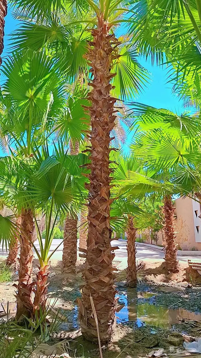 نخيل 6