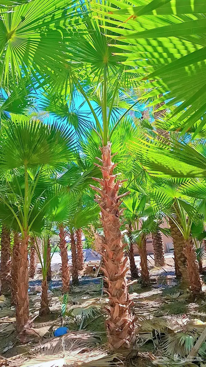 نخيل 12
