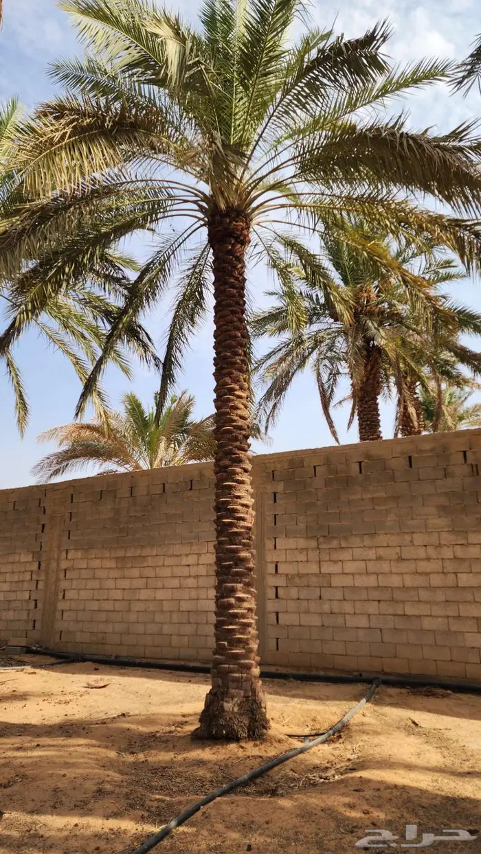 مطلوب نخل اي نوع من 3  متر وطالع 0
