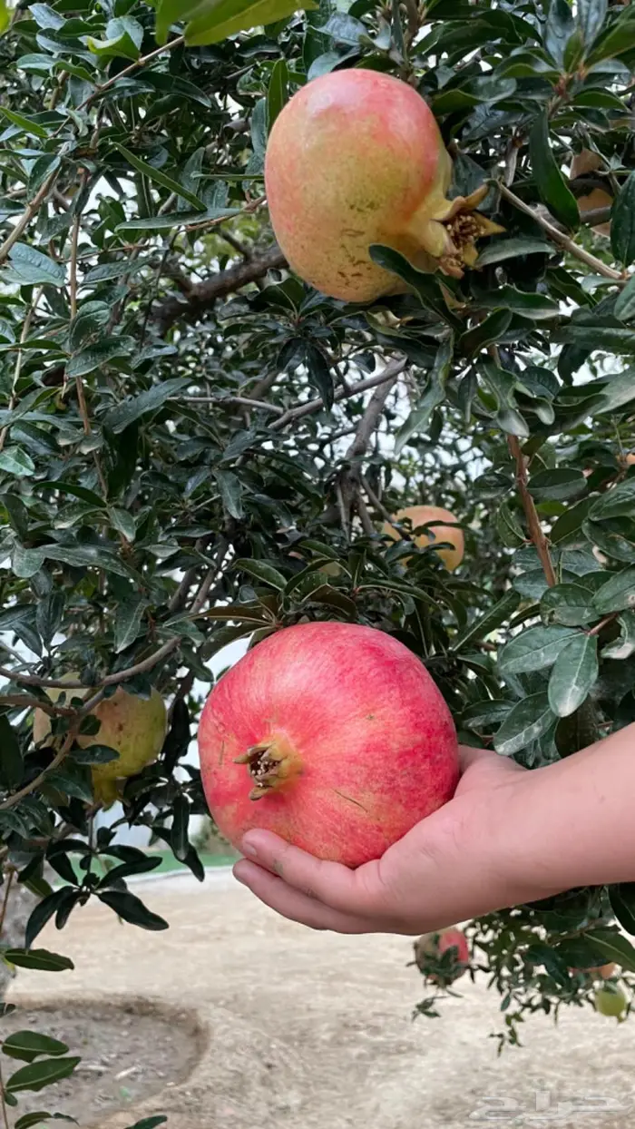 رمان وادي مراوه 3