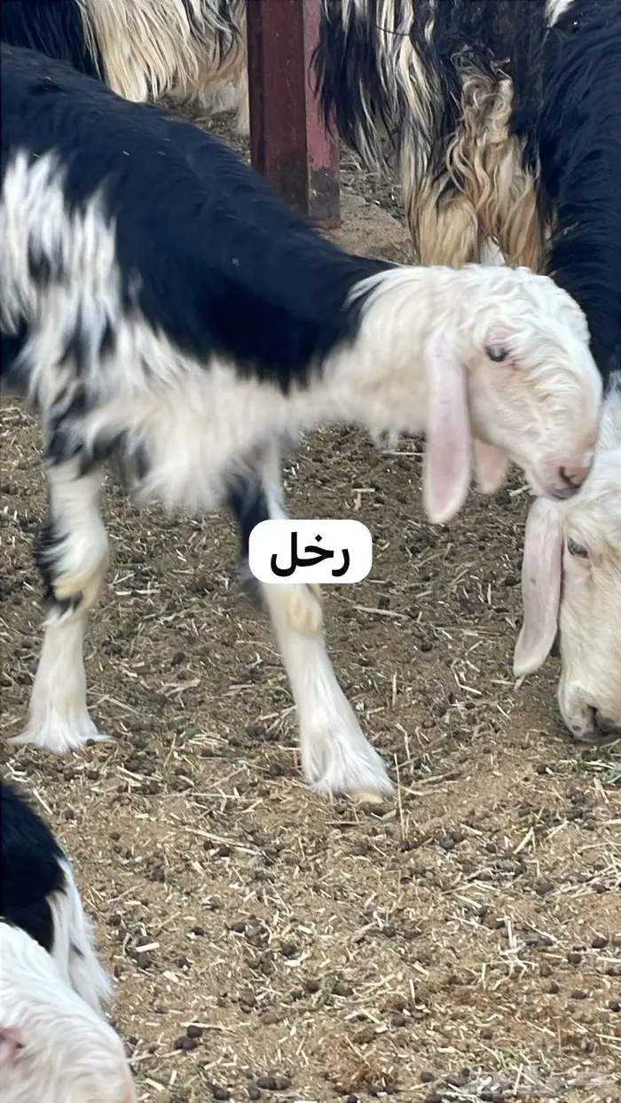 فحل نجدي مشروط 3