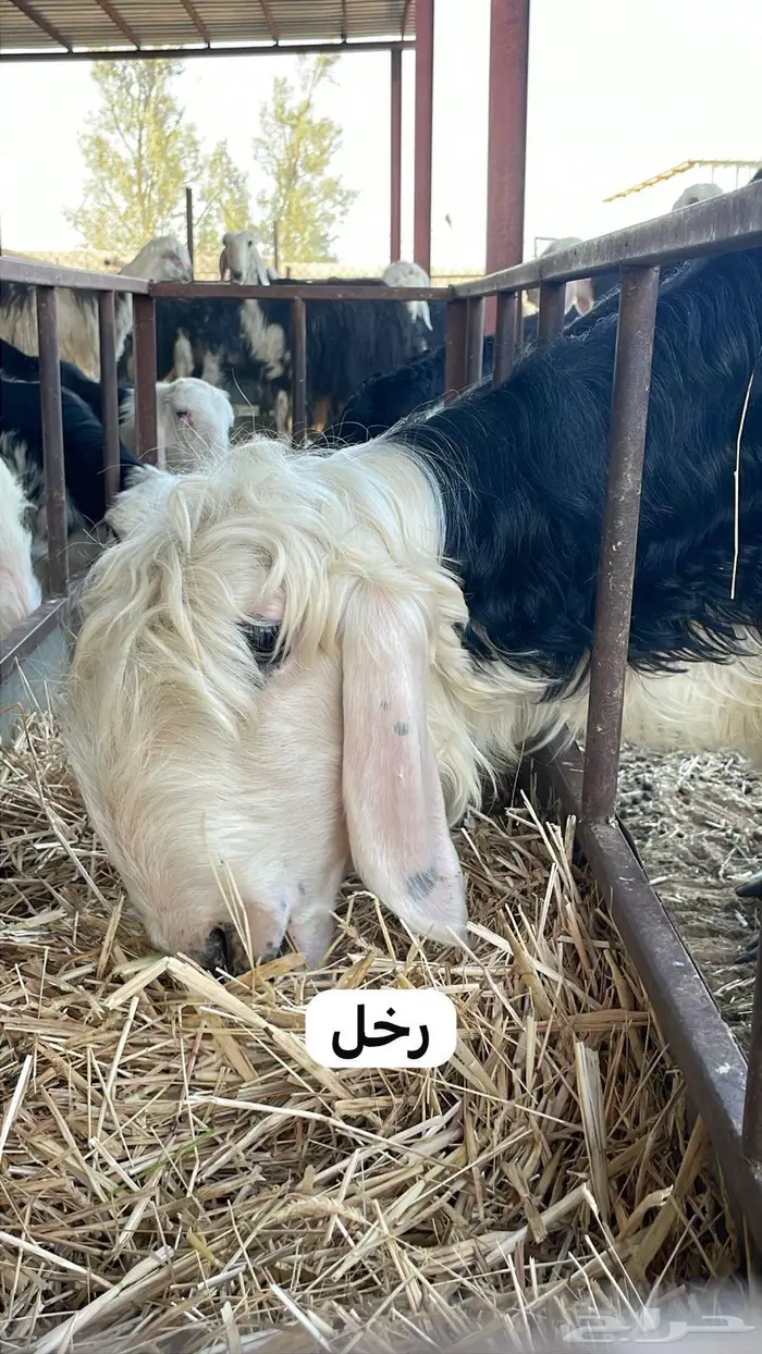 فحل نجدي مشروط 2