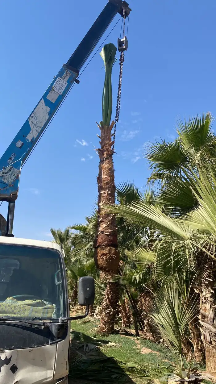 نخل البيع جميع انواع النخيل المثمر توصيل 6