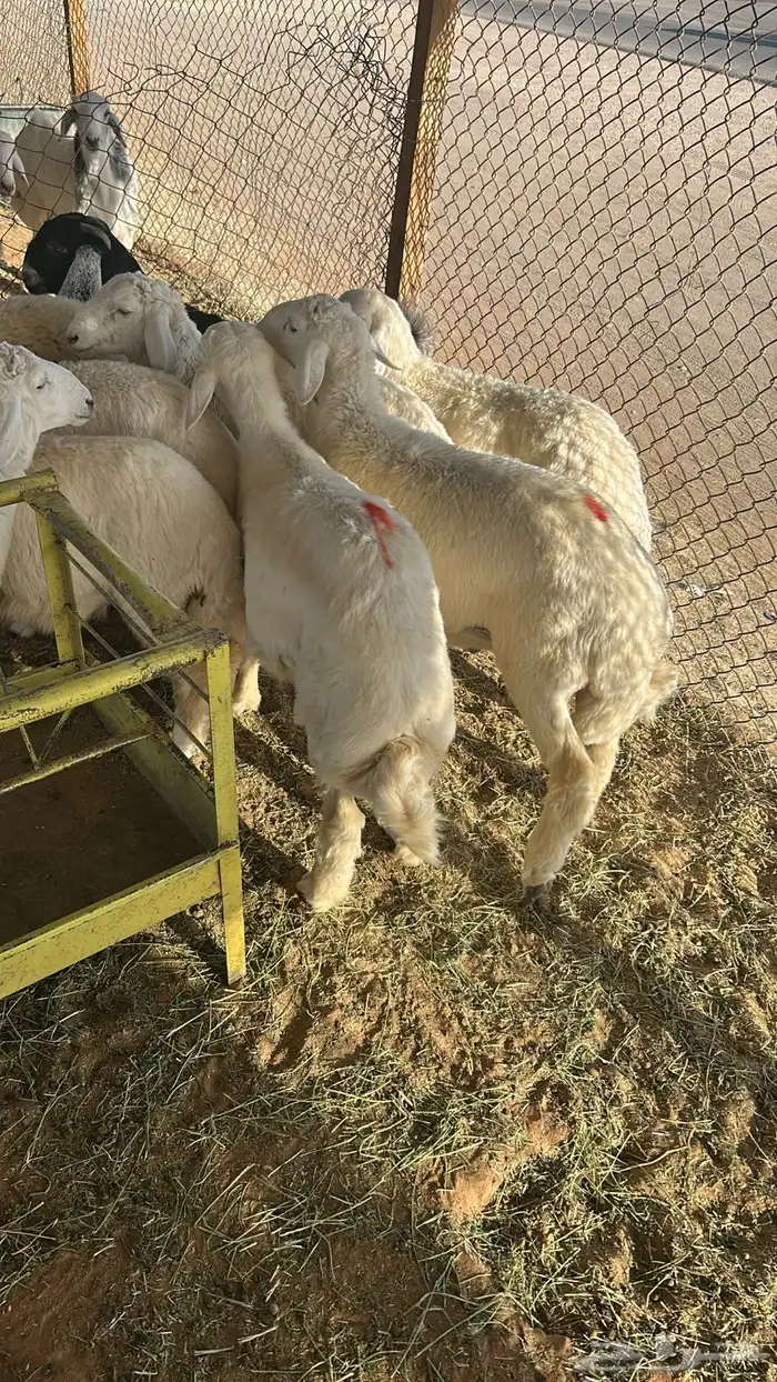 ذبايح حريات 6