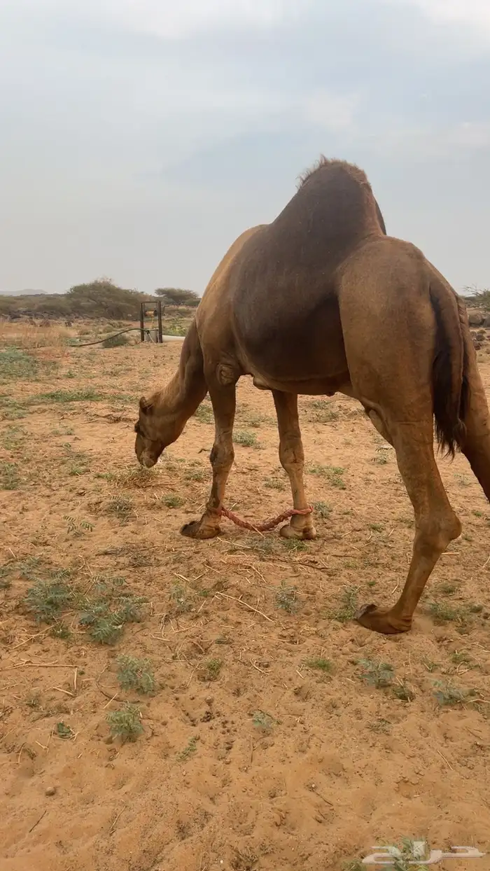 بعير ساحلي مشروط 1