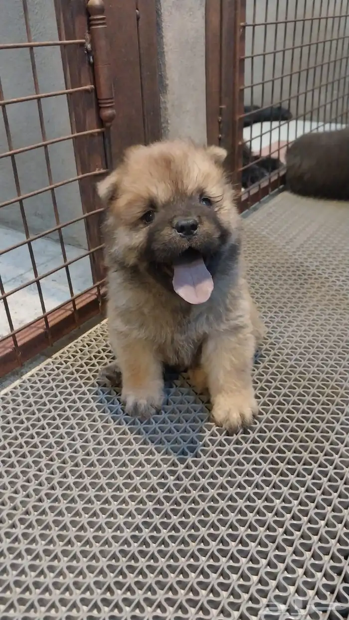 كلاب chowchow شاو شاو 5