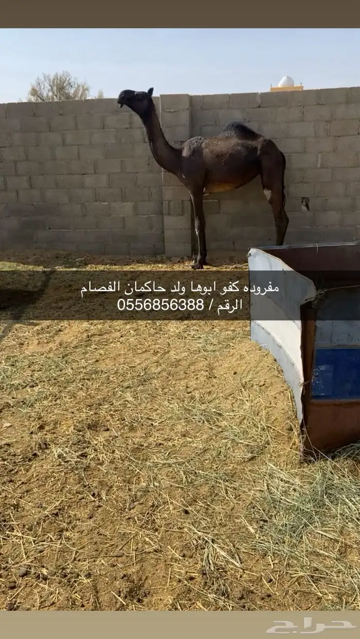 بكره مفروده كفو 0